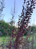 Atriplex Red - Bundle of 10 Stems
