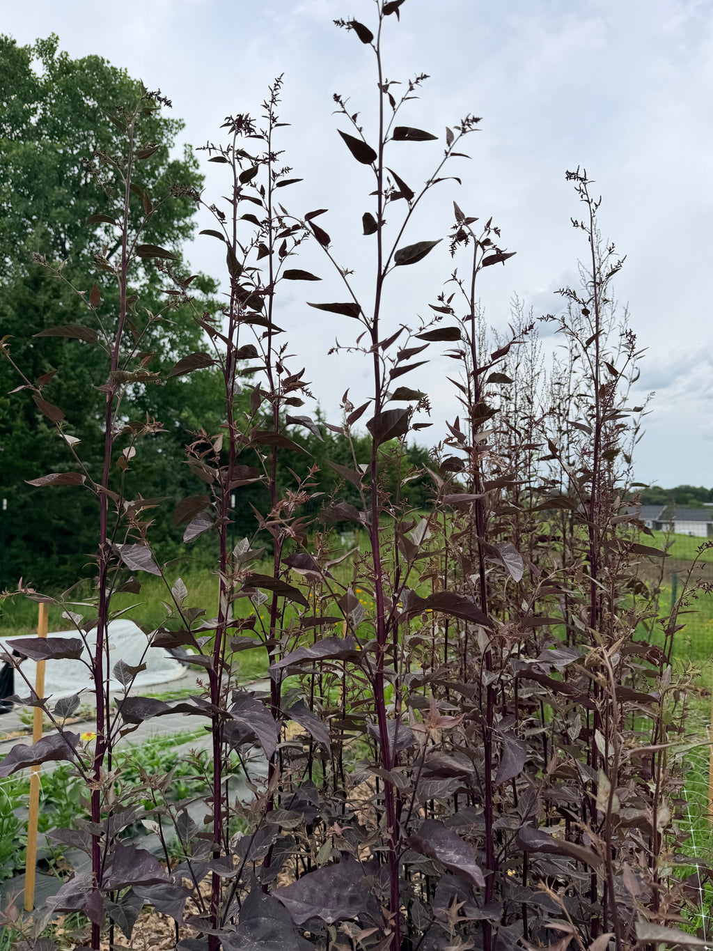Atriplex Red - Bundle of 10 Stems