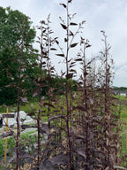 Atriplex Red - Bundle of 10 Stems