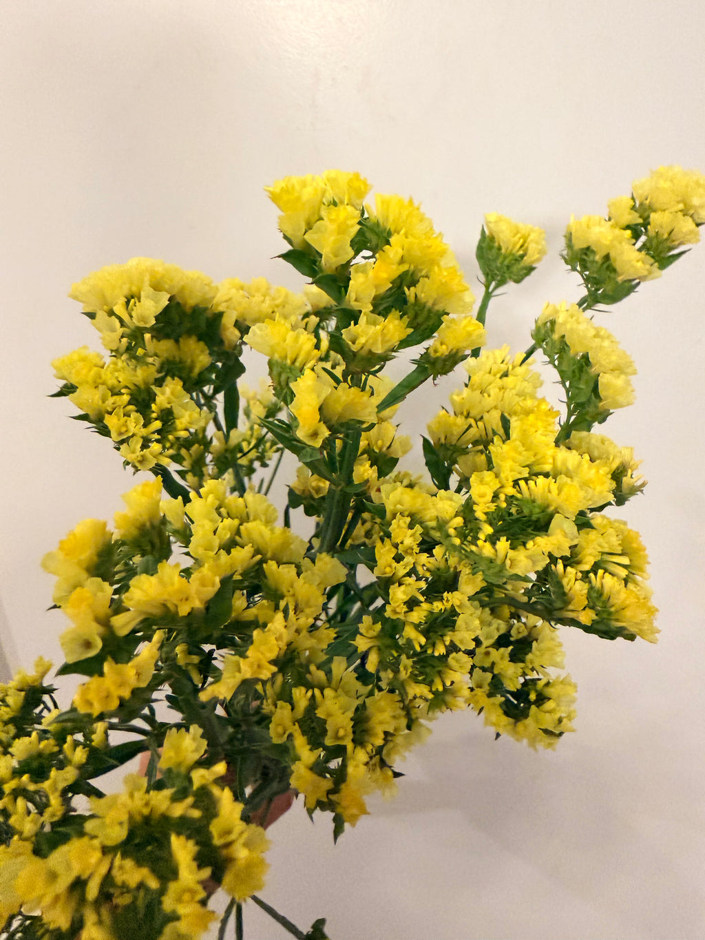Statice - Bundle of 10 Stems - Forever Moonlight
