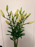 Lily - Bundle of 5 and 10 Stems