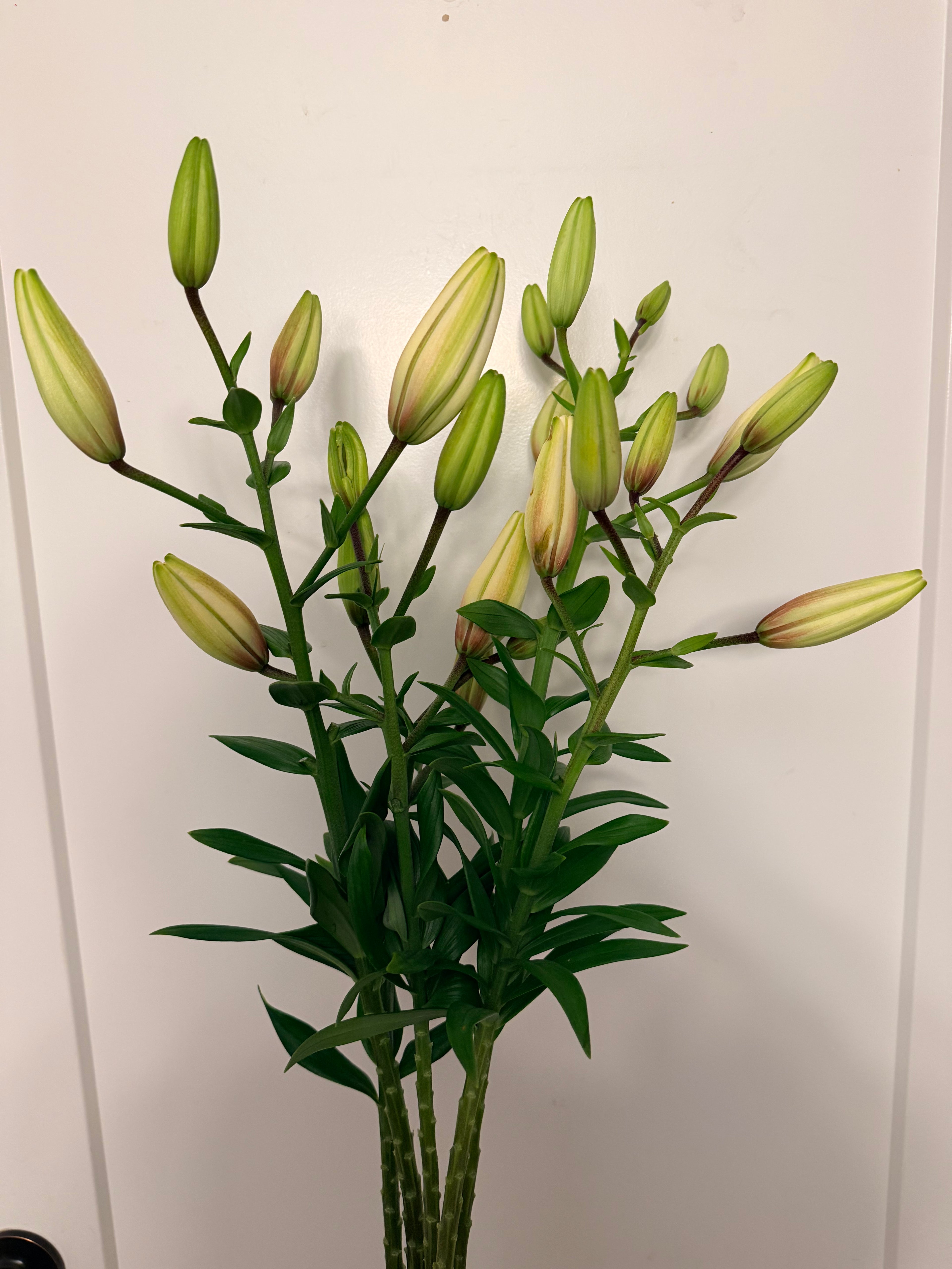 Lily - Bundle of 5 and 10 Stems