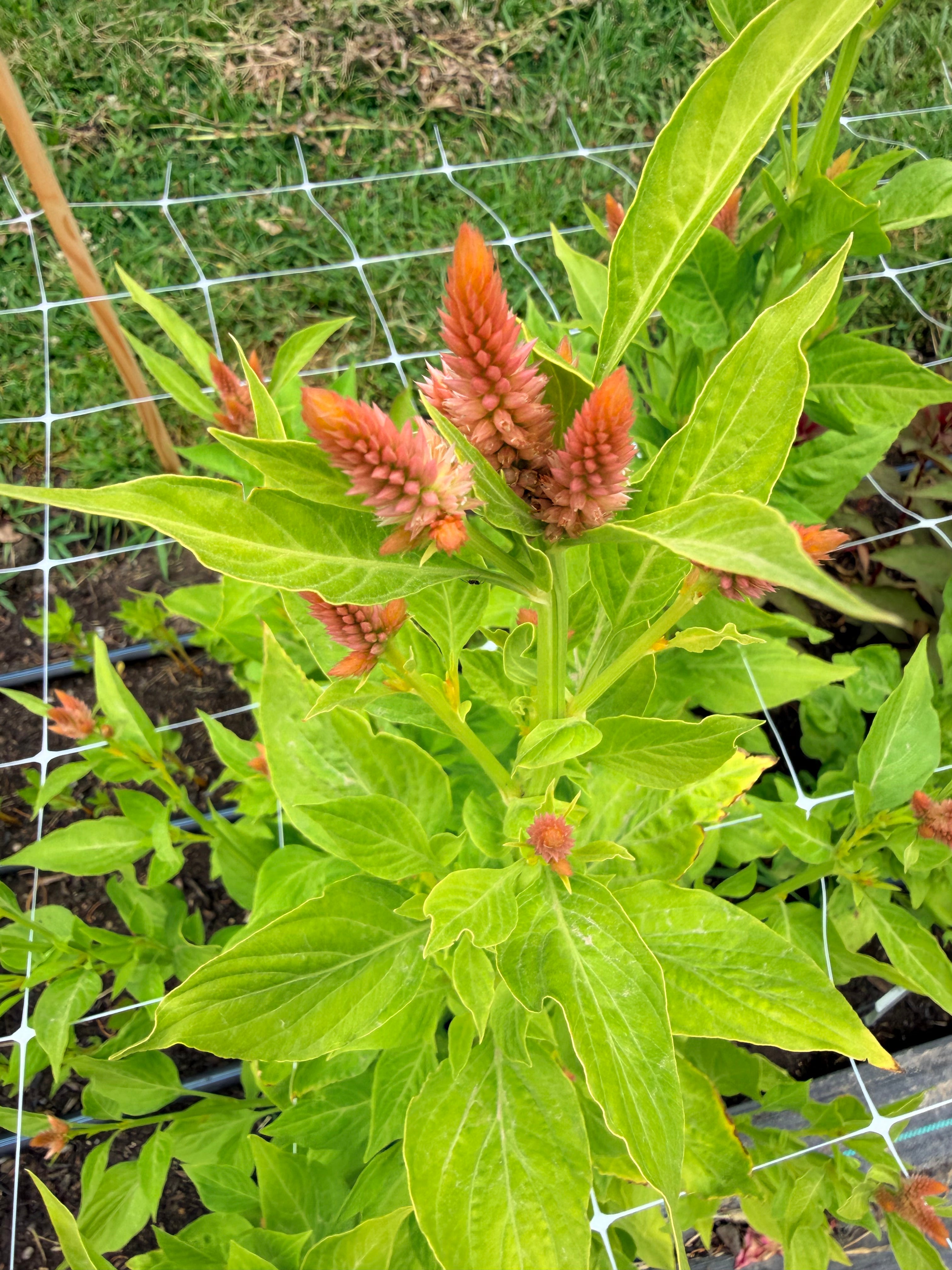 Celosia - Peaches - Bundle of 5 and 10 Stems - Coming Soon!