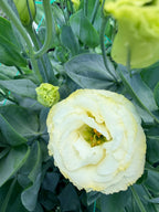 Lisianthus - Arena Gold - Bundle of 10