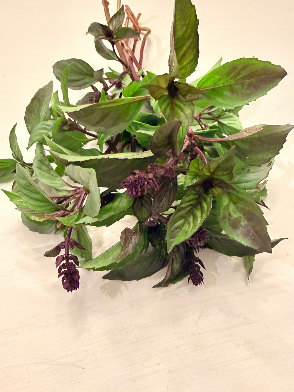 Basil - Bundle of 10 Stems