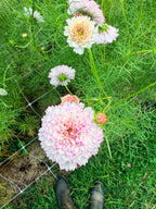 Cosmos - Double Click Romantic Mix - Bundle of 5 and 10 Stems
