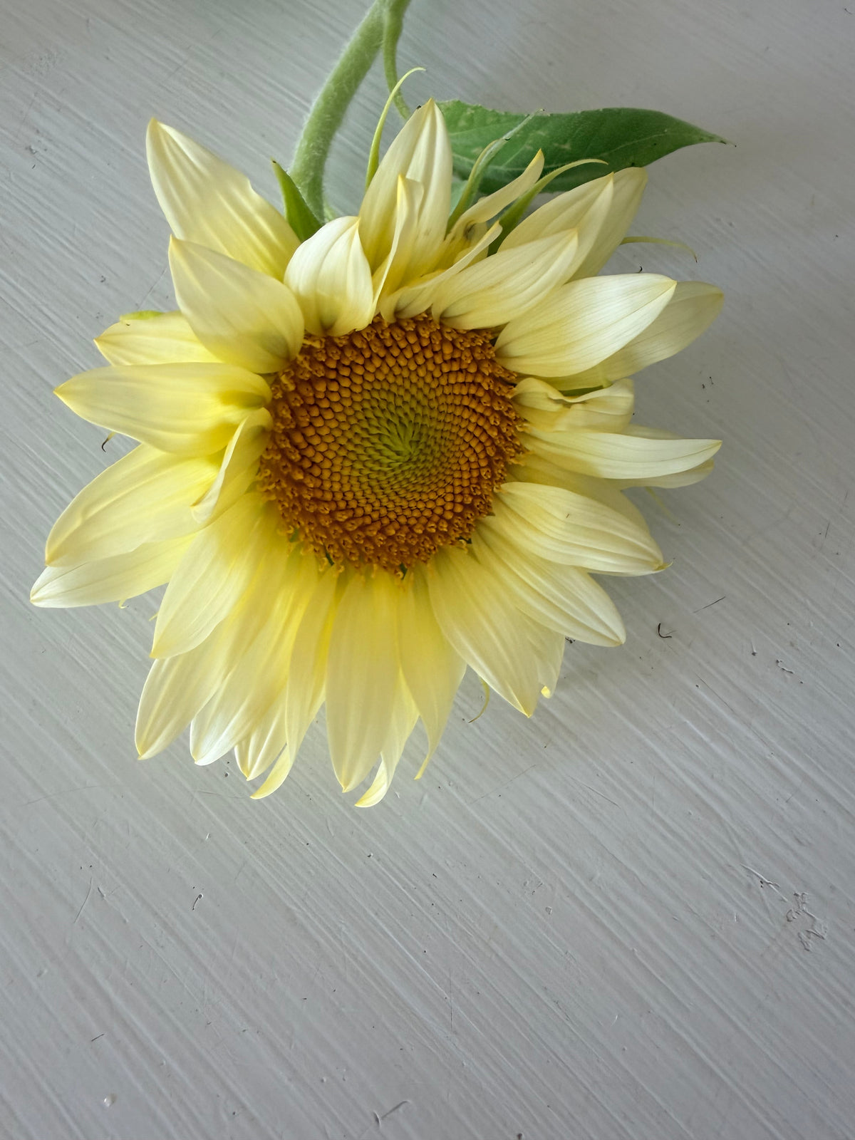 Sunflower (ProCut) - Mixed Bunch - Bundle of 5 and 10 Stems