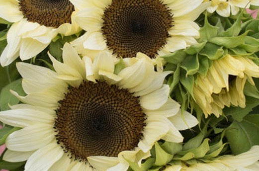 Sunflower (ProCut) - White Nite - Bundle of 5 and 10 Stems