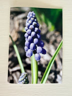 Ingstad Farms Flower Greeting Card Set