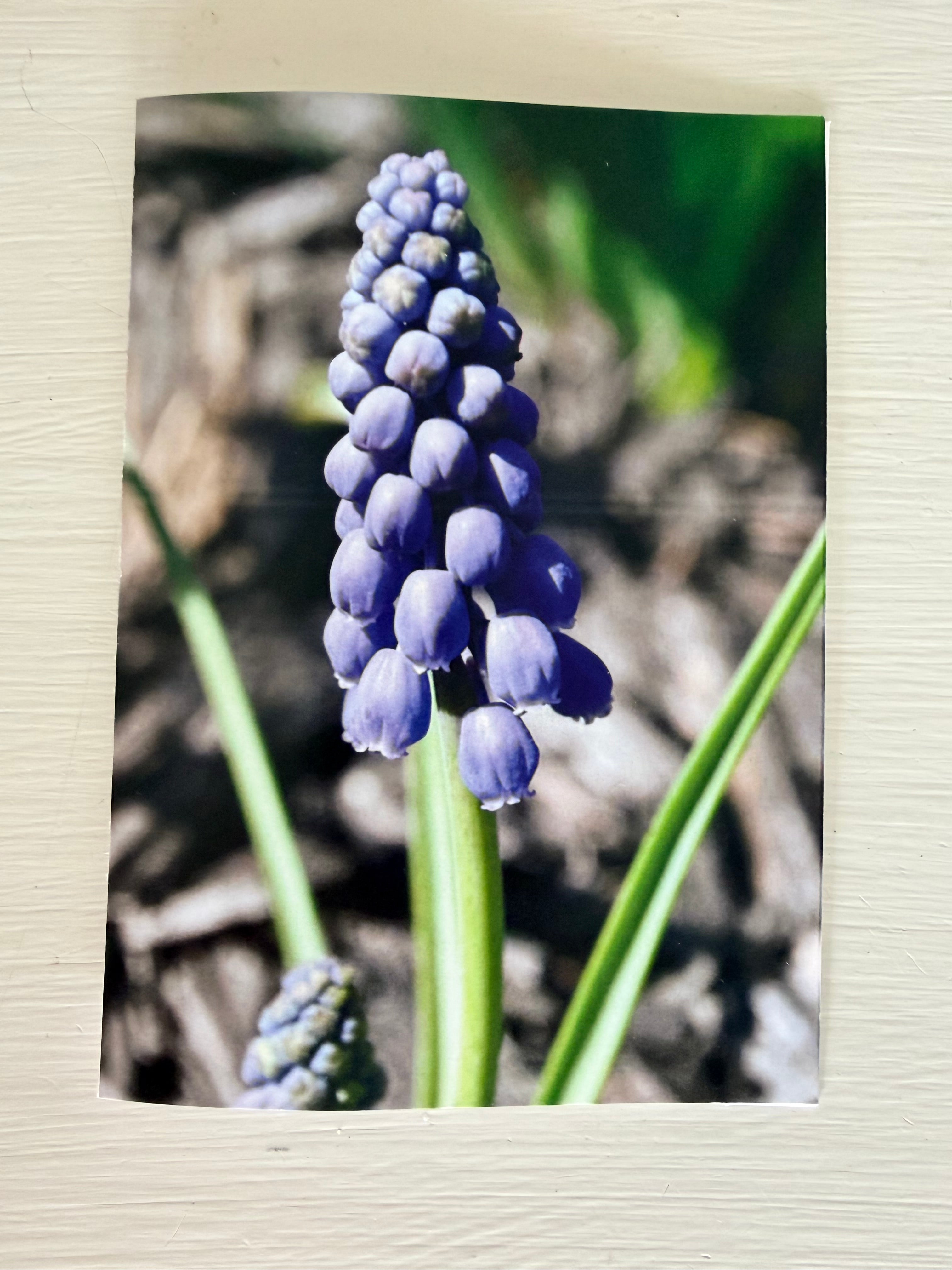 Ingstad Farms Flower Greeting Card Set