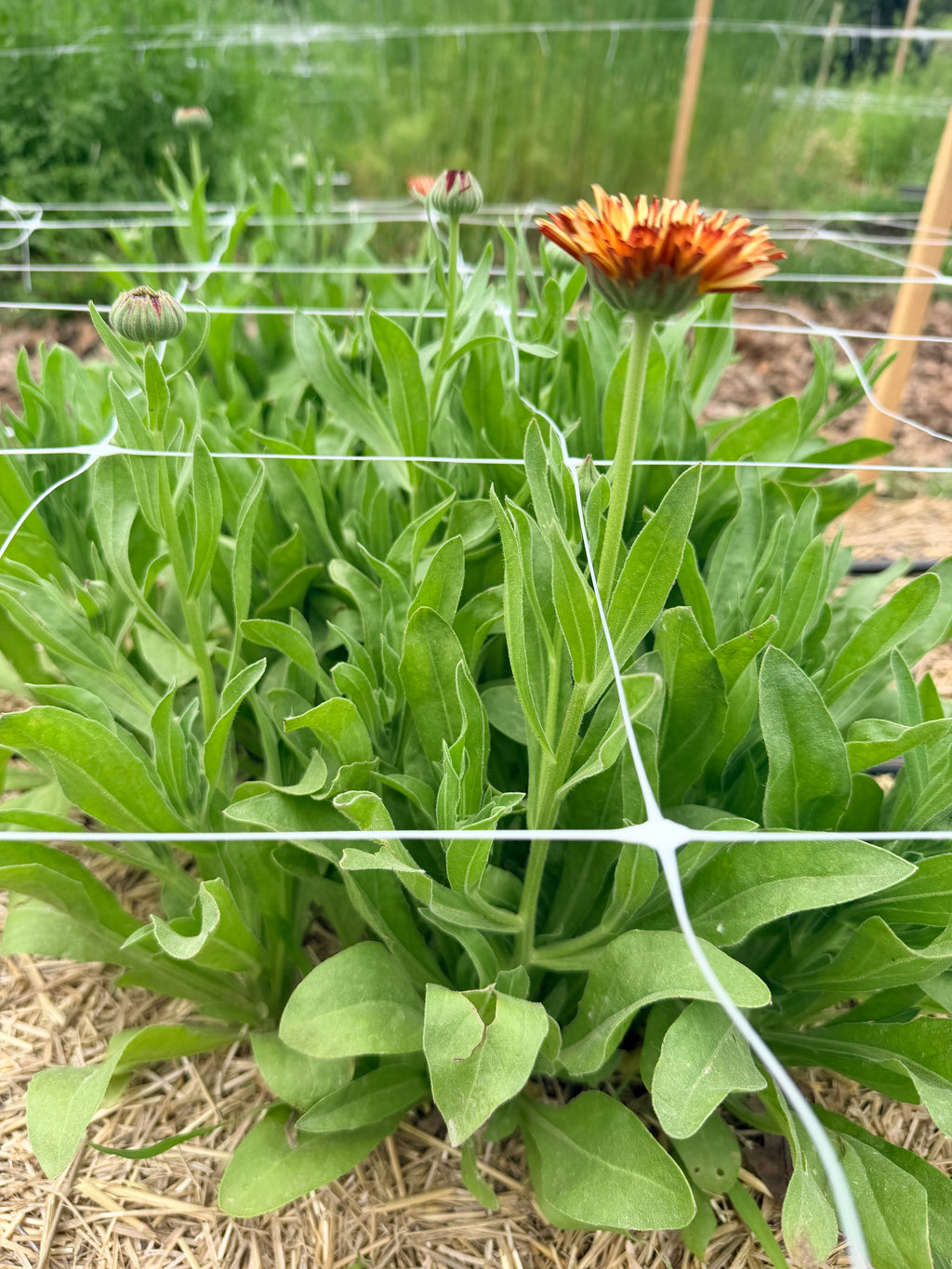 Calendula - Orange Flash - Bundle of 10 Stems