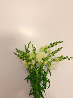 Snapdragon - Bundle of 10 stems - White