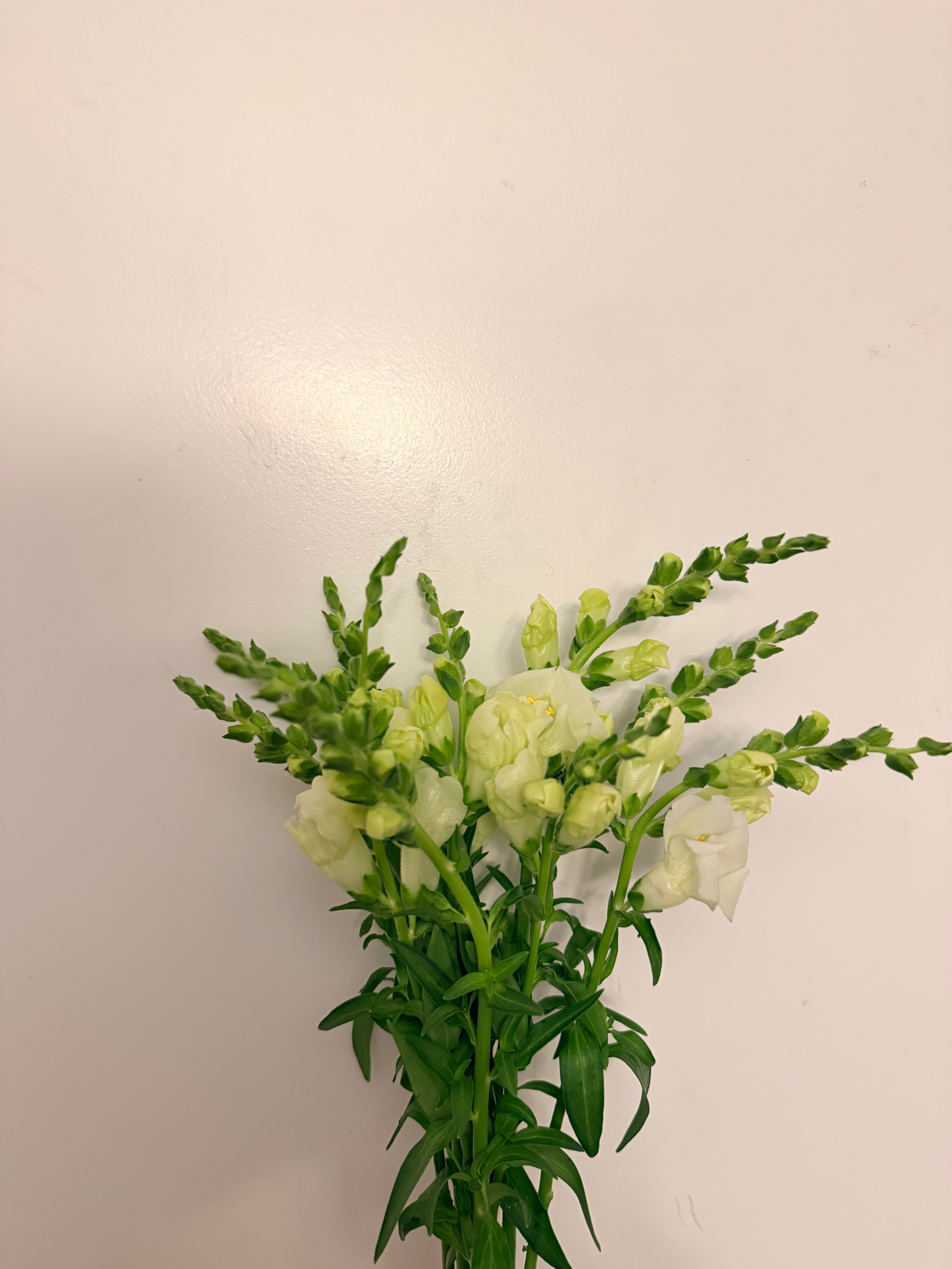 Snapdragon - Bundle of 10 stems - White