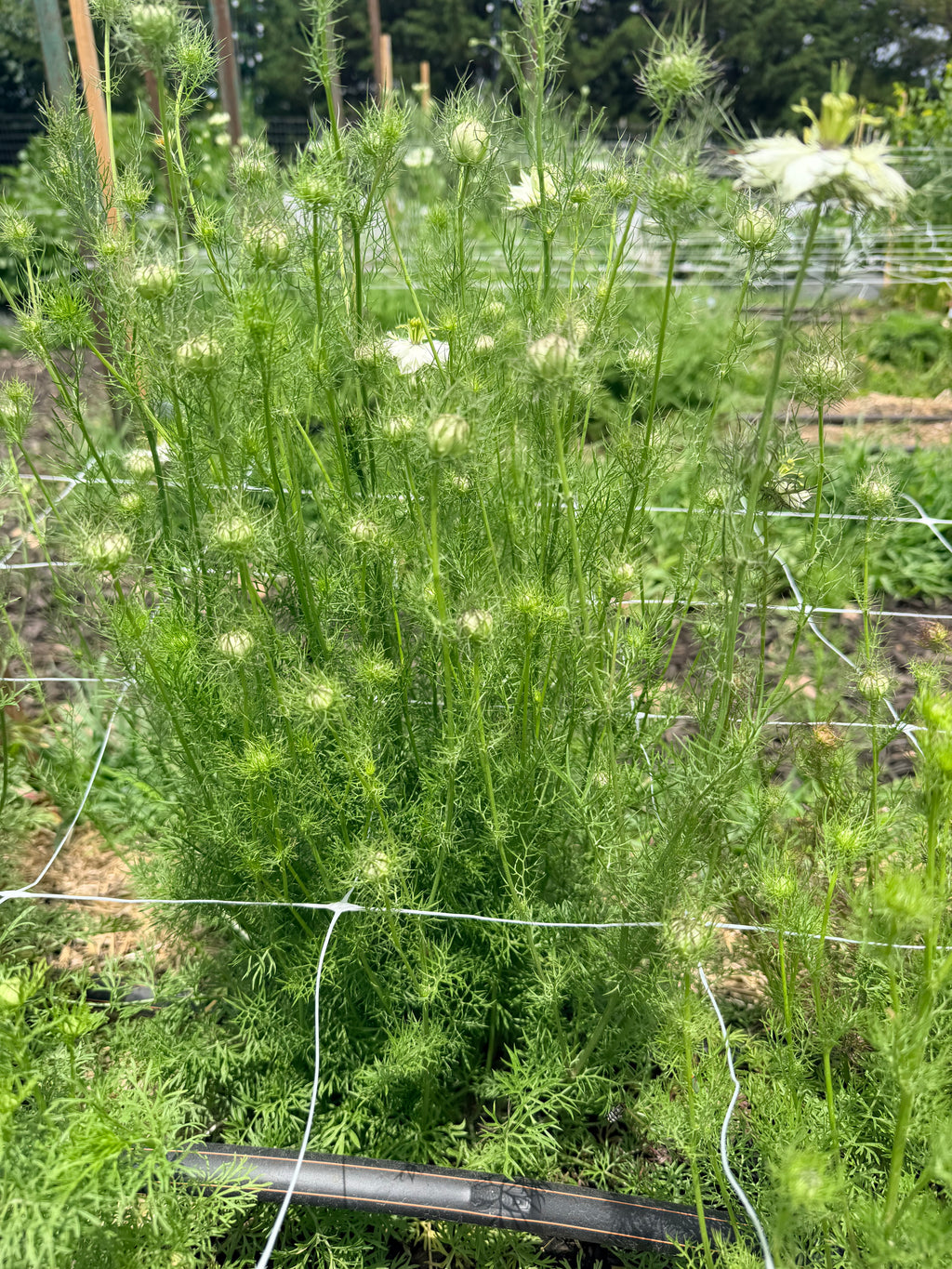 Nigella - Blackout - Bundle of 10 Stems
