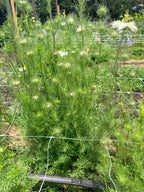 Nigella - Blackout - Bundle of 10 Stems