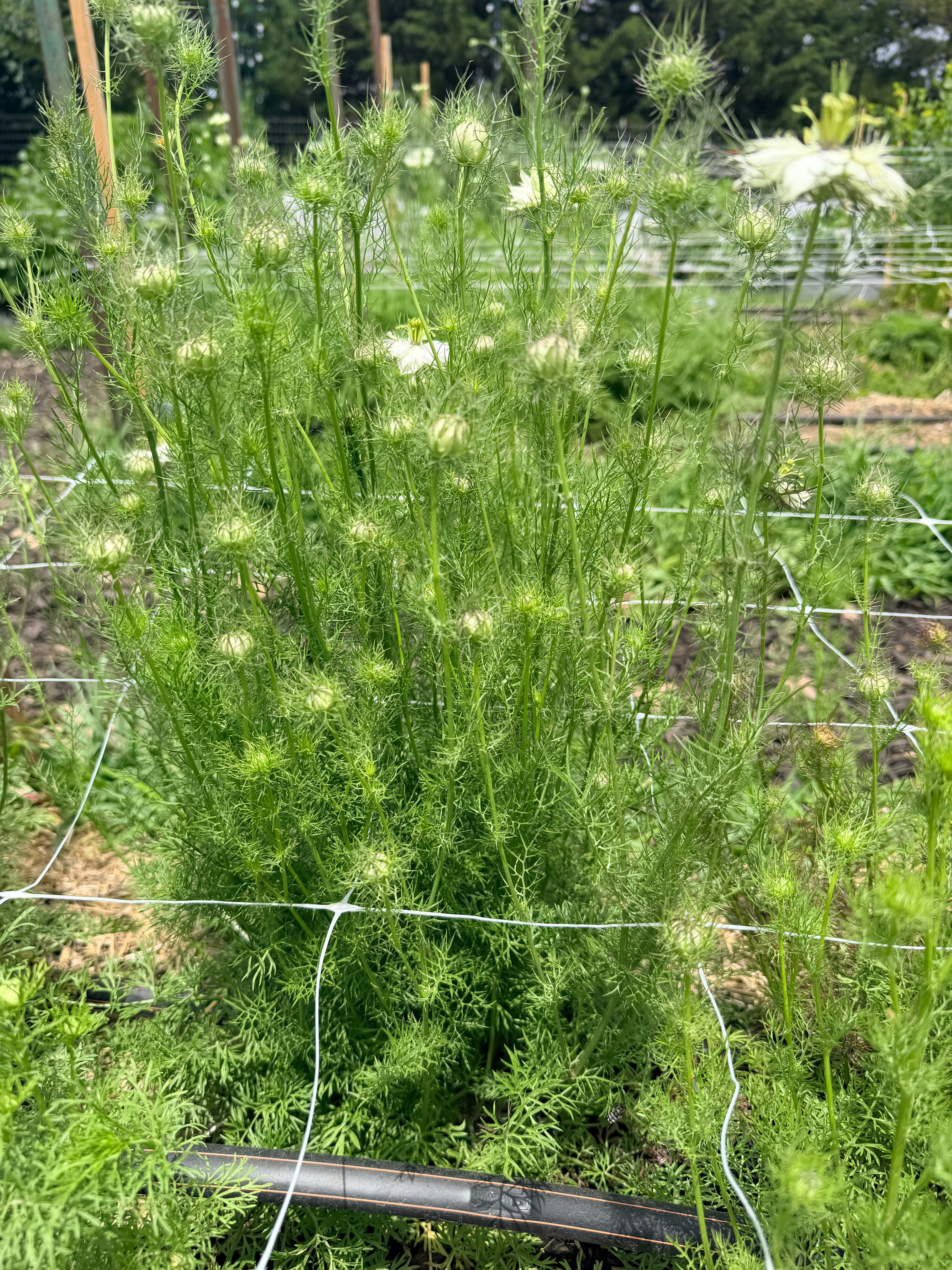 Nigella - Blackout - Bundle of 10 Stems