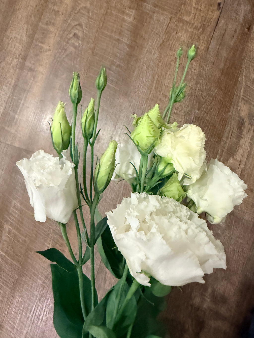 Lisianthus - White - Bundle of 10