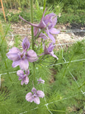 Larkspur - Fancy Smokey Eyes - Bundle of 10 Stems