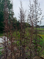 Atriplex Red - Bundle of 10 Stems
