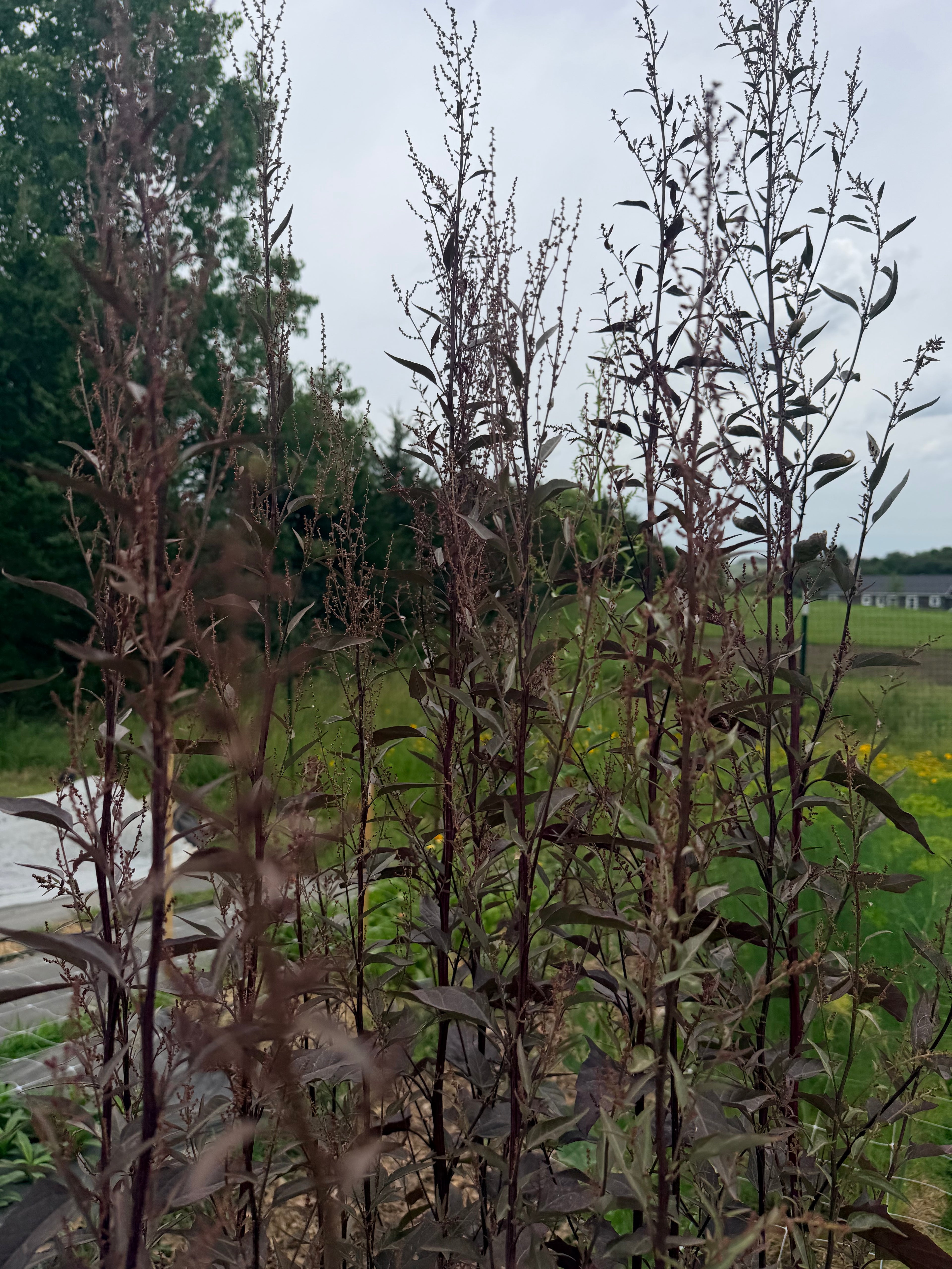 Atriplex Red - Bundle of 10 Stems