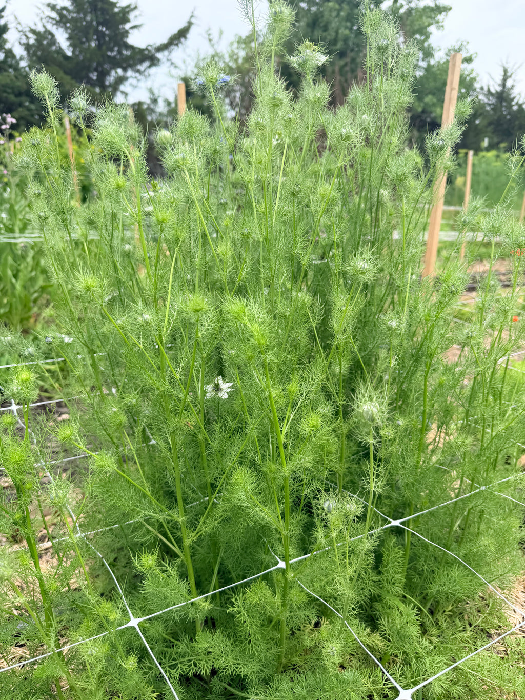 Nigella - Love-in-a-Mist - Bundle of 10 Stems