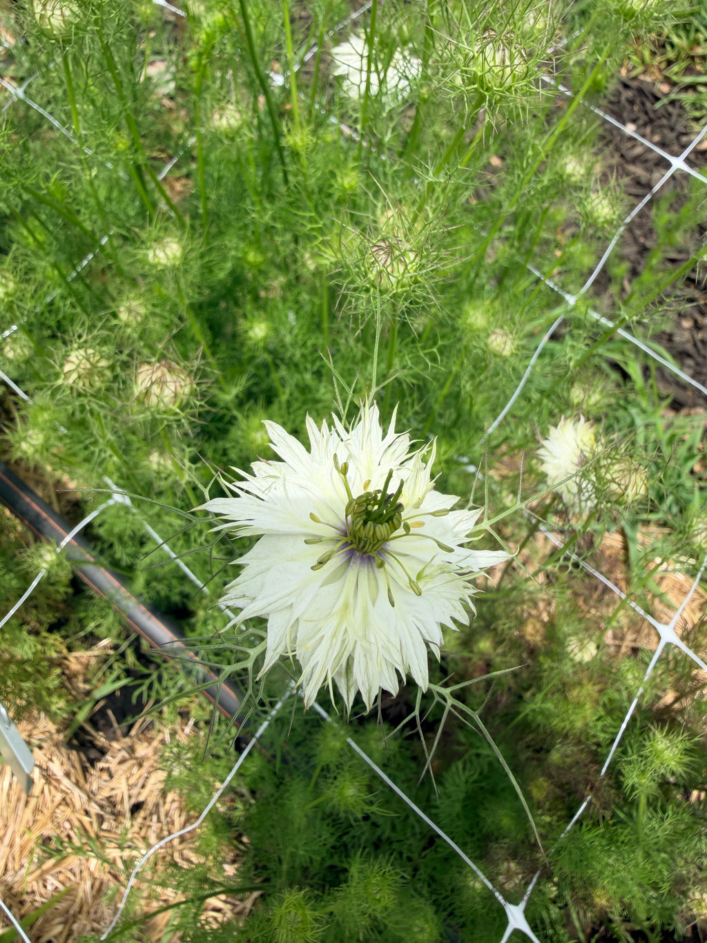 Nigella - Blackout - Bundle of 10 Stems