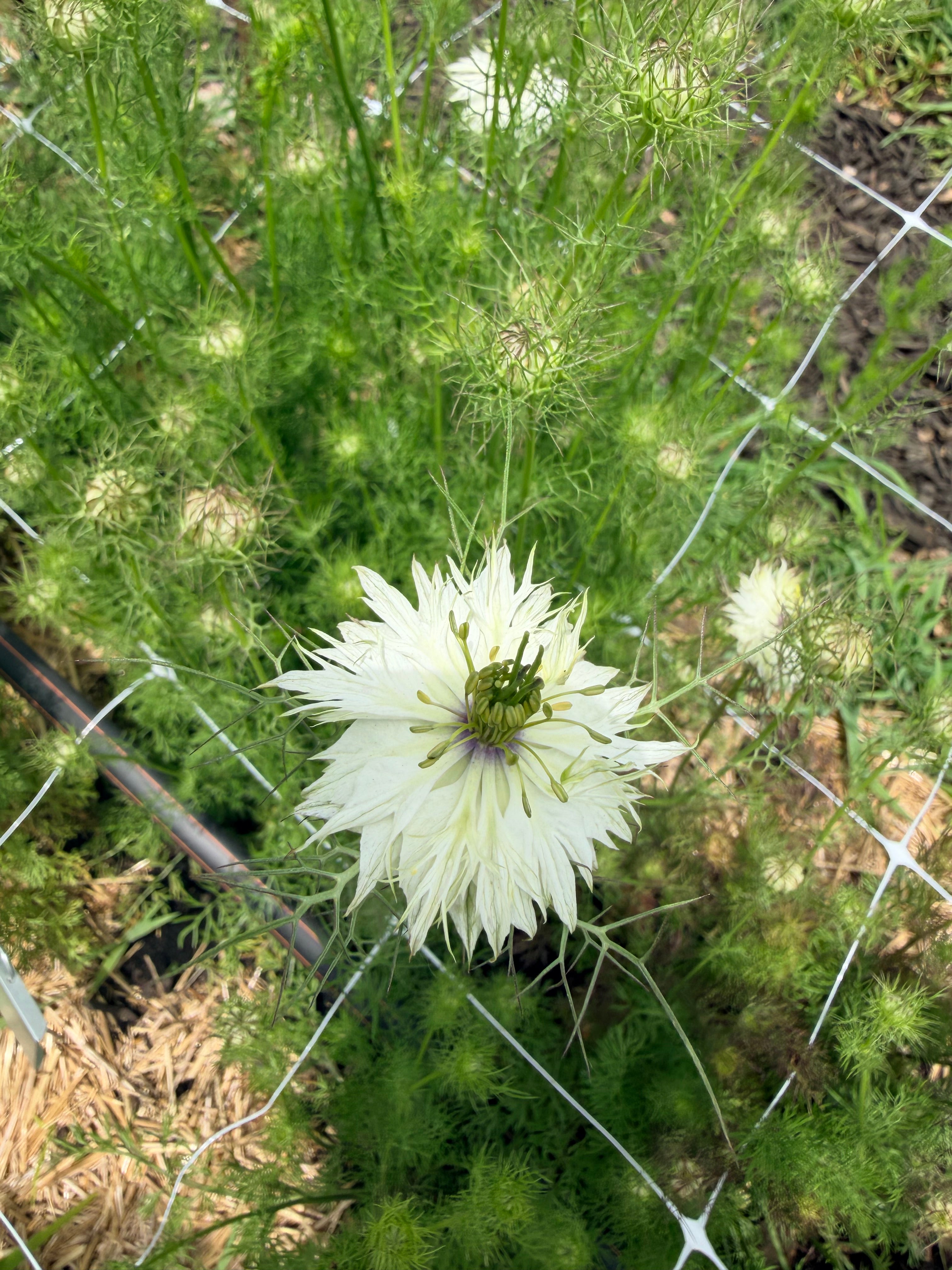 Nigella - Blackout - Bundle of 10 Stems