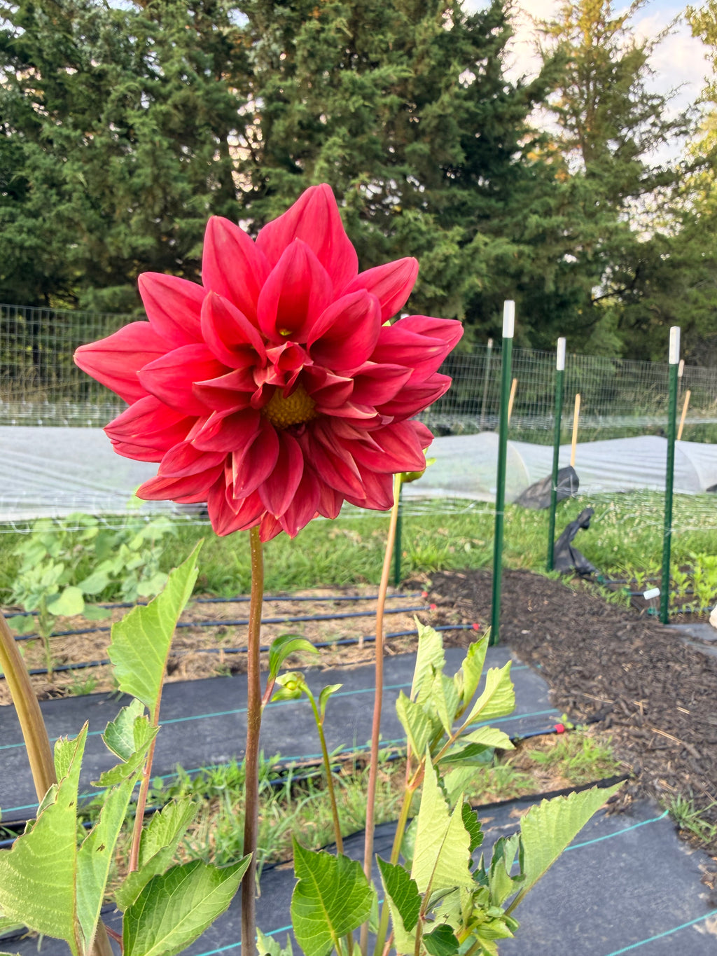 Dahlias - Mixed Bunch - Bundle of 5 and 10 Stems