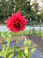 Dahlias - Mixed Bunch - Bundle of 5 and 10 Stems