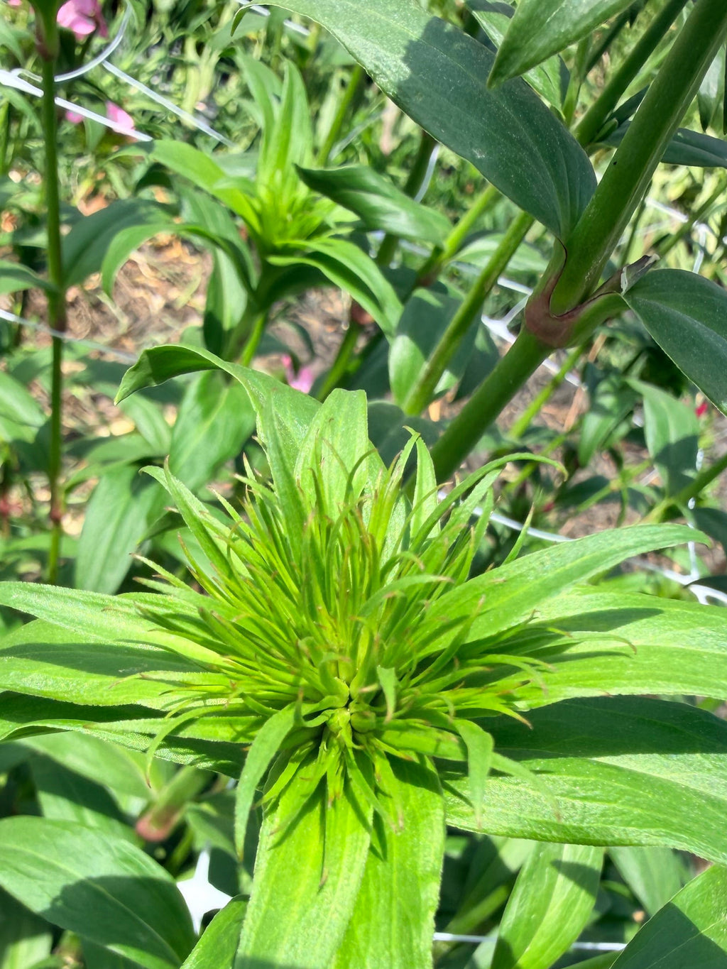 Sweet William - Green Bud - Bundle of 10 Stems