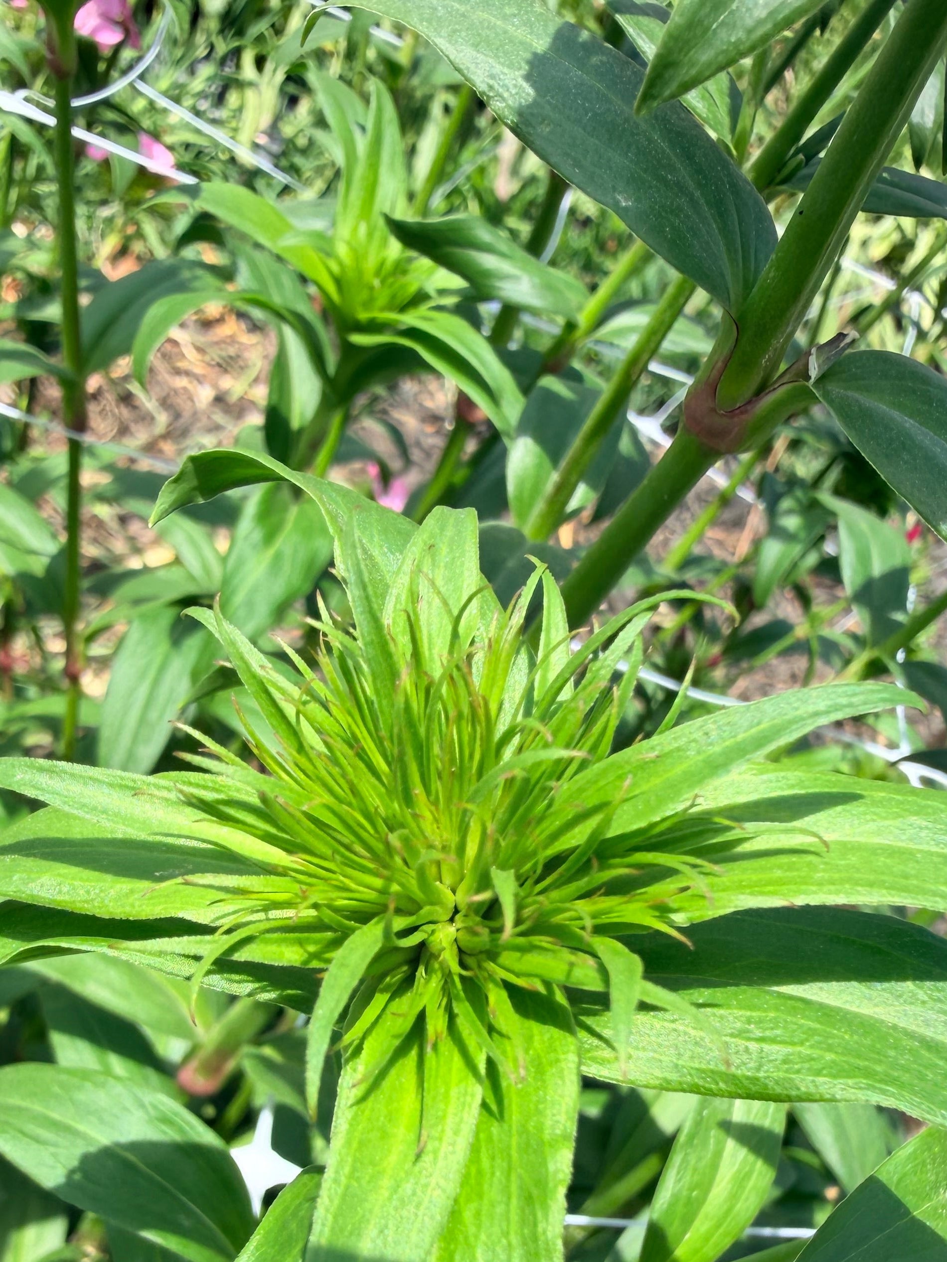 Sweet William - Green Bud - Bundle of 10 Stems