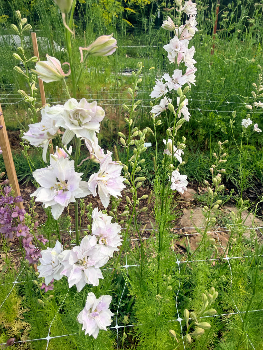 Larkspur - Fancy Smokey Eyes - Bundle of 10 Stems