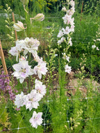 Larkspur - Fancy Smokey Eyes - Bundle of 10 Stems