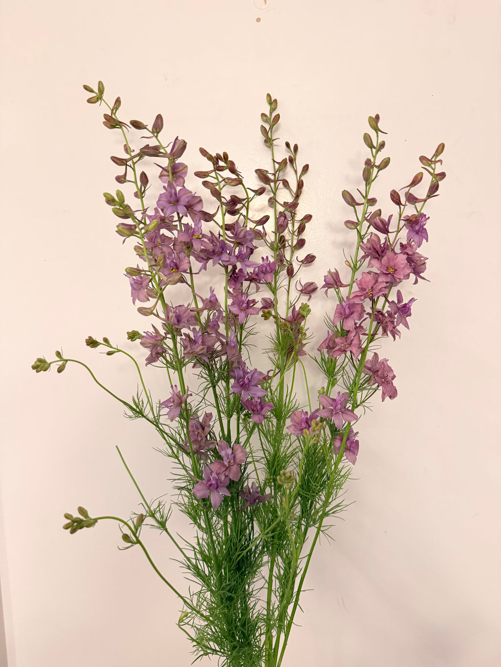 Larkspur - Misty Lavender - Bundle of 10 Stems