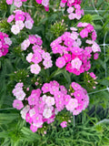 Sweet William - Sweet Pink - Bundle of 5 and 10 Stems