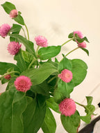 Gomphrena - QIS Pink - Bundle of 10 Stems
