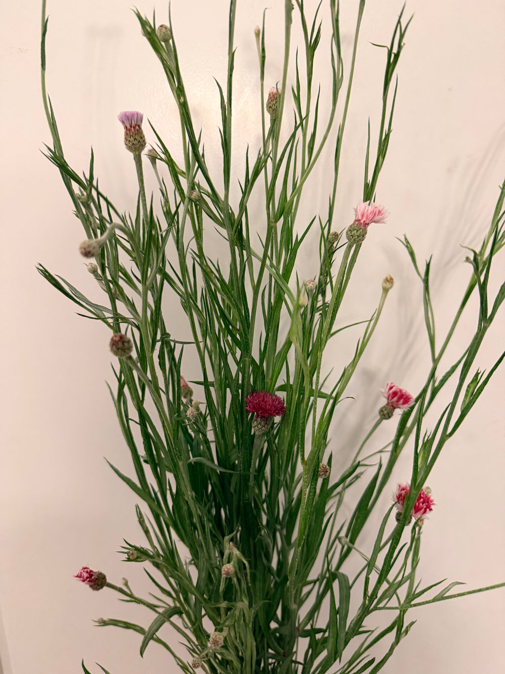 Bachelor Button - Romantic - 5 and 10 Stems