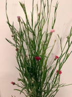 Bachelor Button - Romantic - 5 and 10 Stems