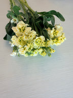 Stock - Bundle of 10 Stems - Yellow