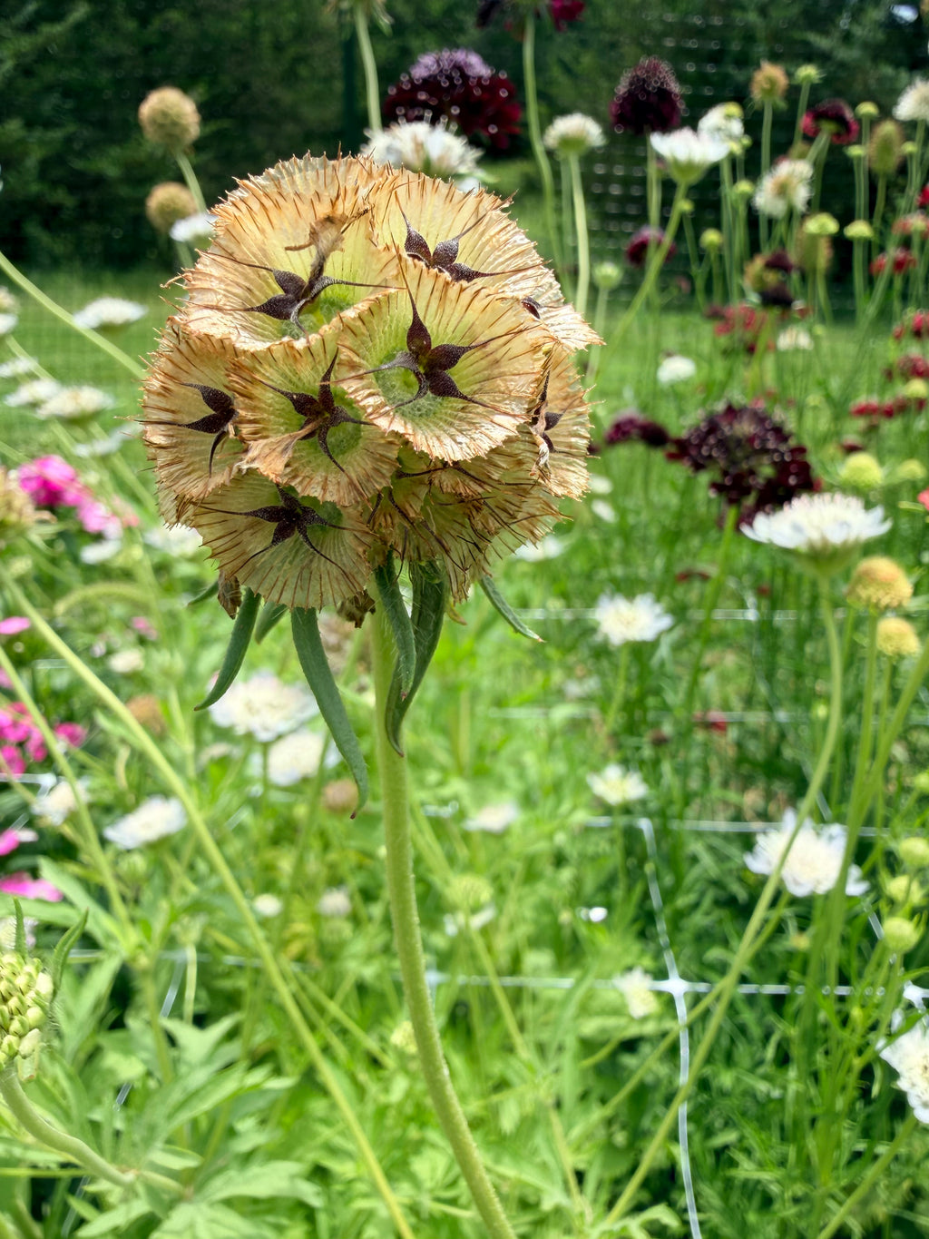 Scabiosa - Ping Pong - Bundle of 10 Stems