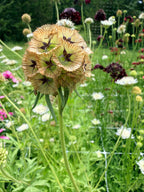 Scabiosa - Ping Pong - Bundle of 10 Stems