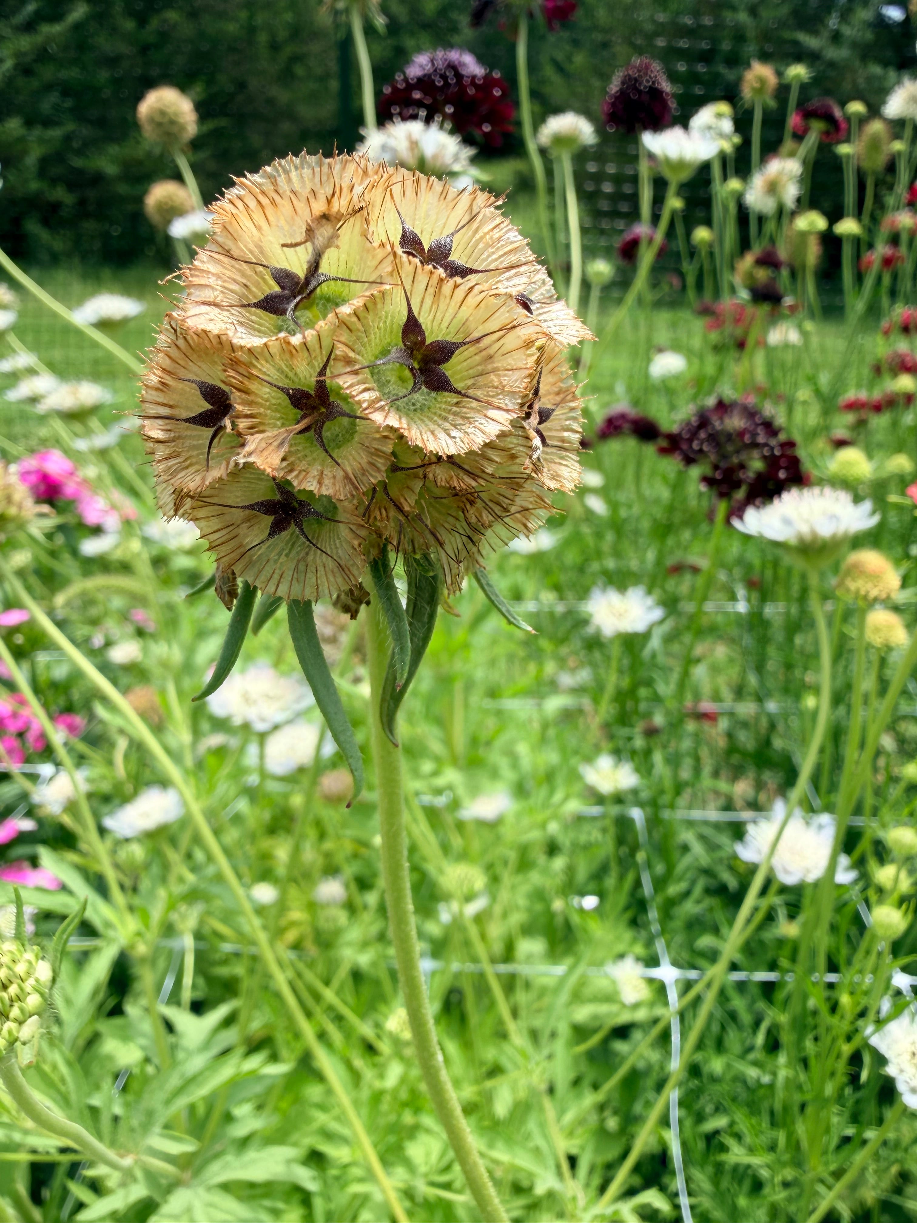 Scabiosa - Ping Pong - Bundle of 10 Stems