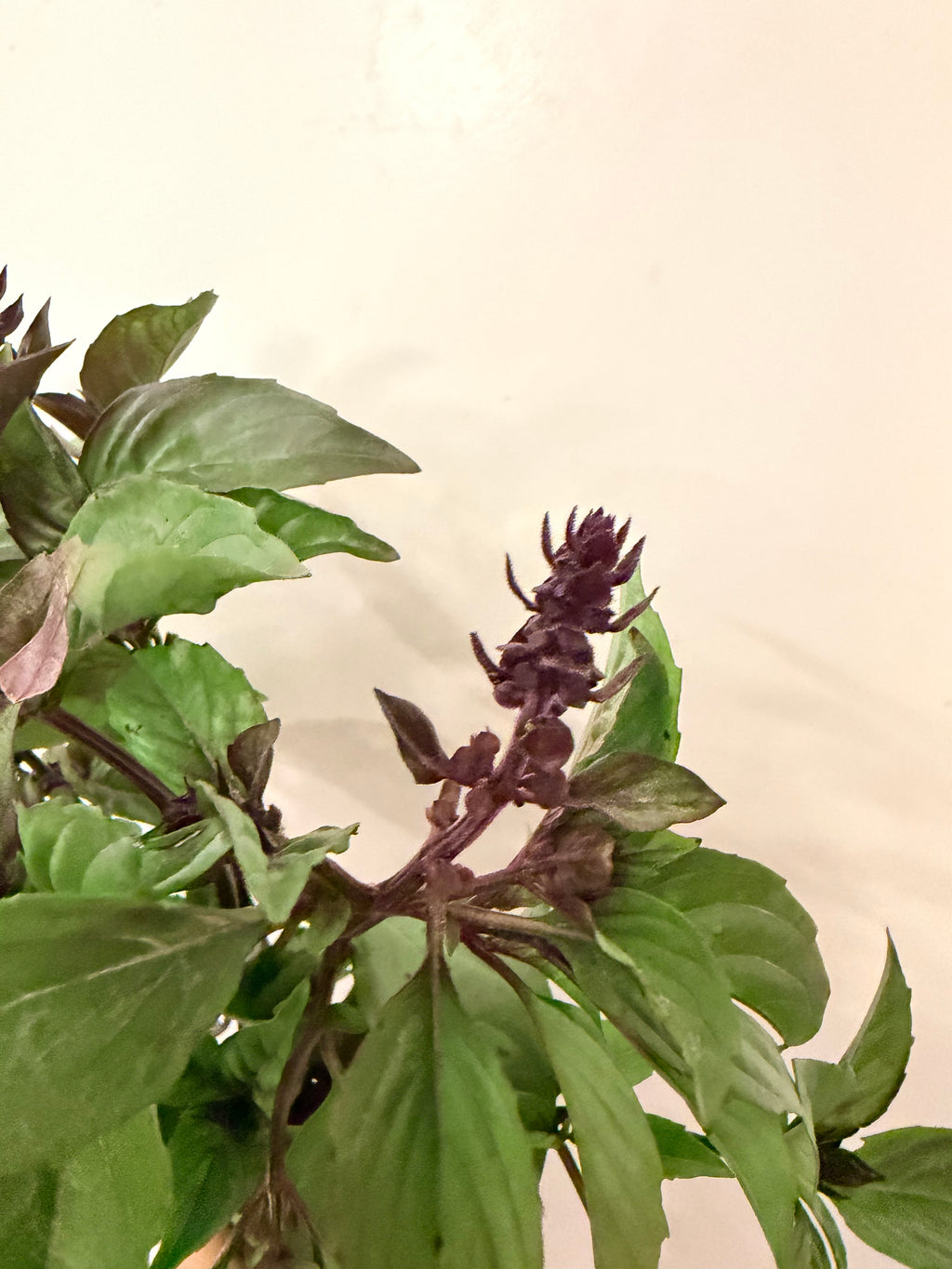 Basil - Bundle of 10 Stems