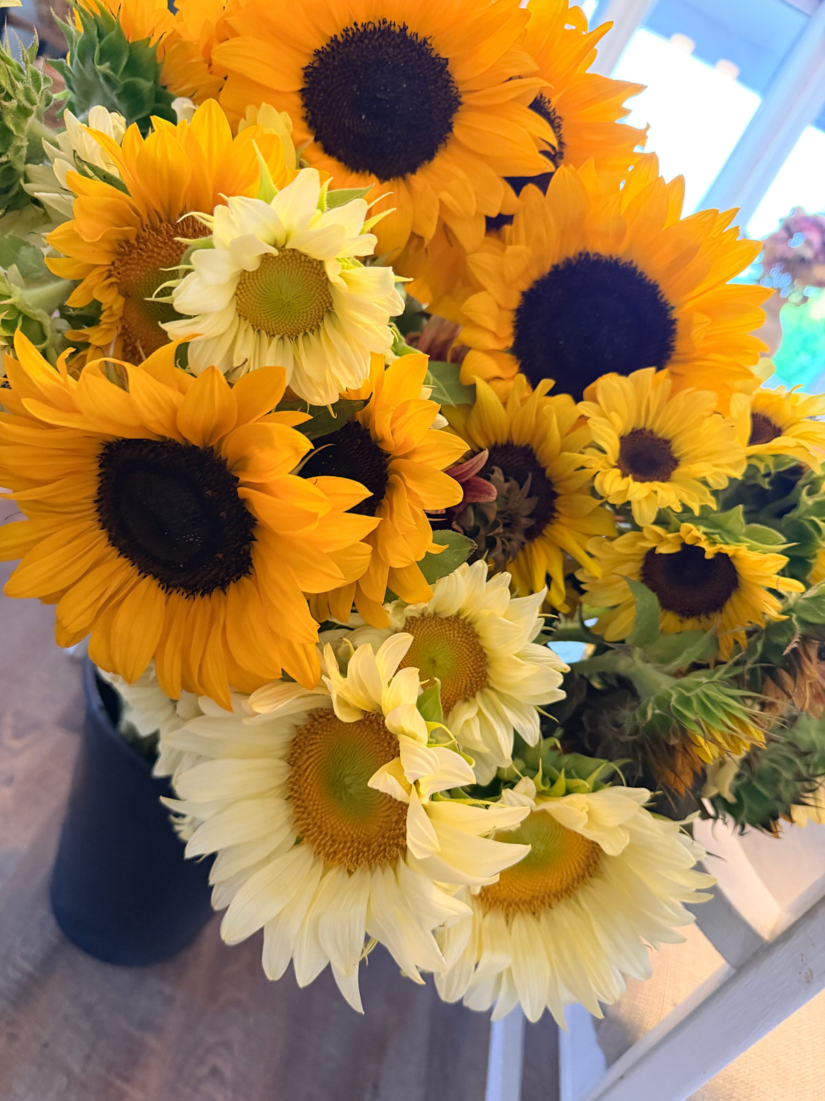 Sunflower (ProCut) - Mixed Bunch - Bundle of 5 and 10 Stems