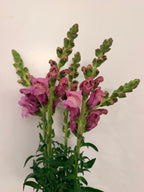 Snapdragon - Bundle of 5 and 10 Stems -  Lavender - Thick/Extra Tall