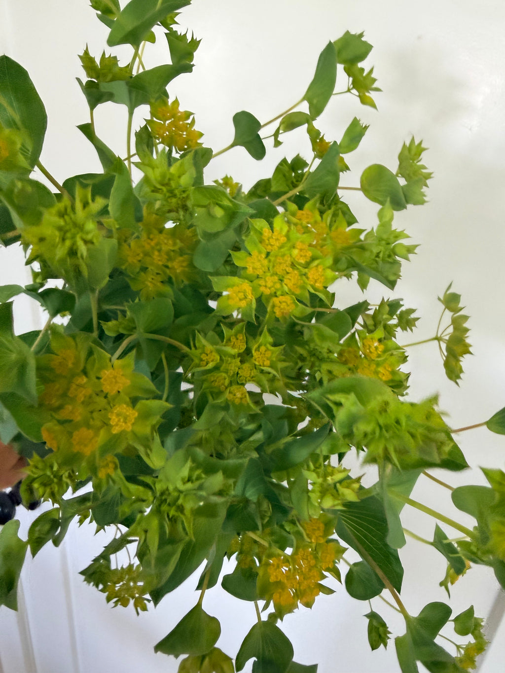 Bupleurum - Bundle of 10 Stems