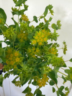 Bupleurum - Bundle of 10 Stems