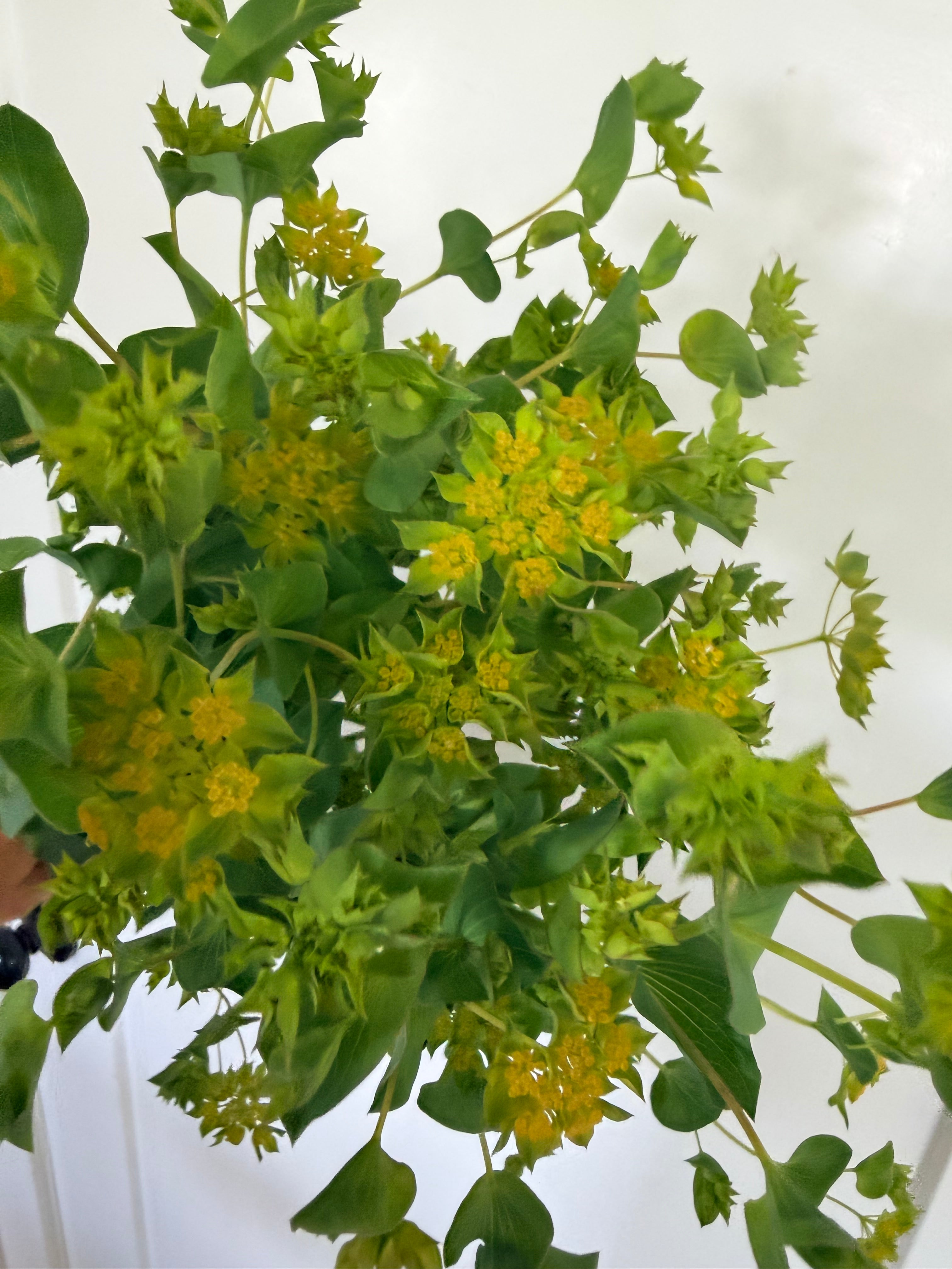 Bupleurum - Bundle of 10 Stems