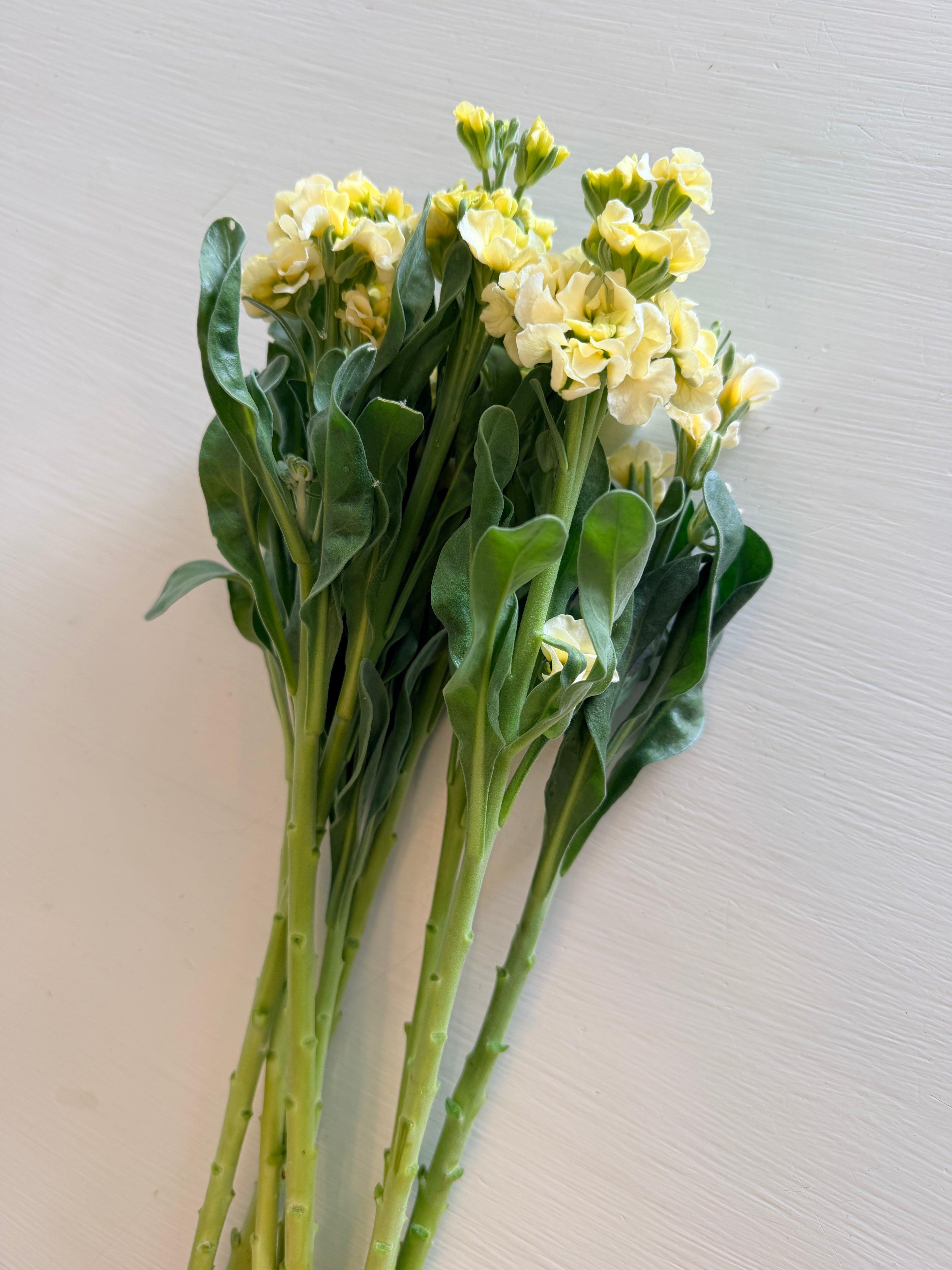 Stock - Bundle of 10 Stems - Yellow