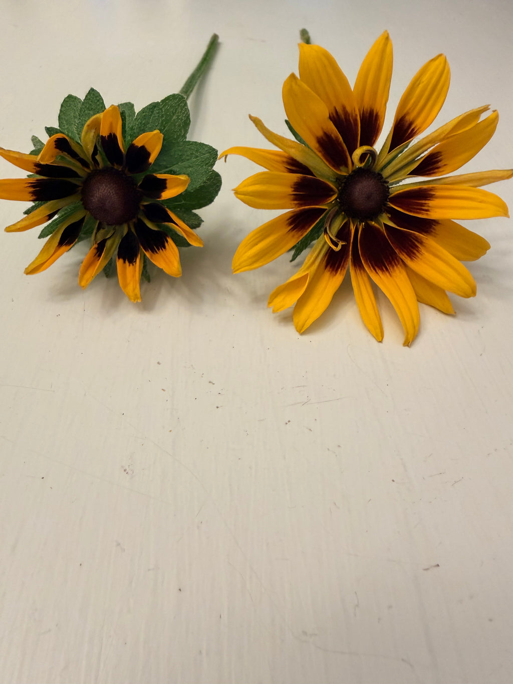 Rudbeckia - Denver Daisy - Bundle of 10 Stems